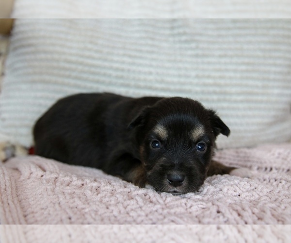 Medium Photo #4 Miniature Australian Shepherd Puppy For Sale in MARYSVILLE, IN, USA