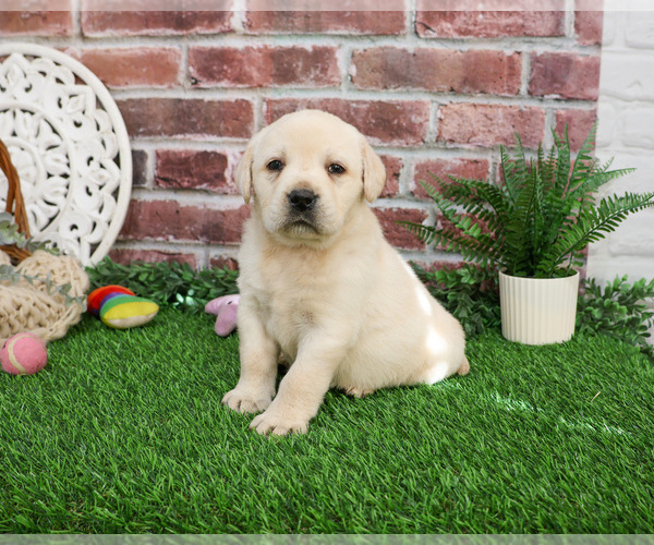 Medium Photo #4 Labrador Retriever Puppy For Sale in SYRACUSE, IN, USA