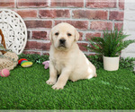 Small #3 Labrador Retriever