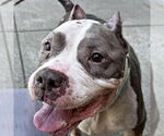 Small #3 American Staffordshire Terrier