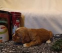 Small Photo #2 Cocker Spaniel Puppy For Sale in MCVEYTOWN, PA, USA