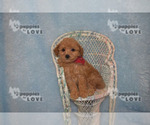 Small Photo #7 Poodle (Toy) Puppy For Sale in SANGER, TX, USA
