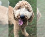 Small Photo #1 Labradoodle Puppy For Sale in WINSTON SALEM, NC, USA