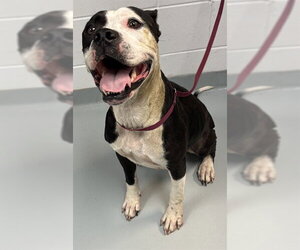 Mutt Dogs for adoption in St. Cloud, FL, USA