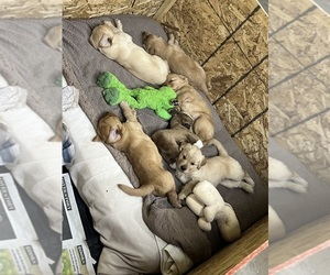 Golden Retriever Litter for sale in SYRACUSE, NY, USA