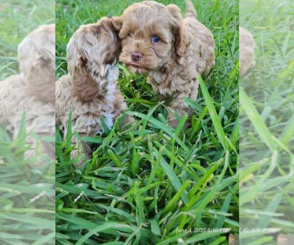 Medium Photo #14 Cock-A-Poo Puppy For Sale in KENNER, LA, USA