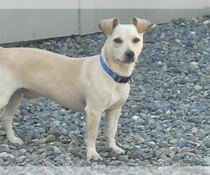 Medium Chihuahua Mix