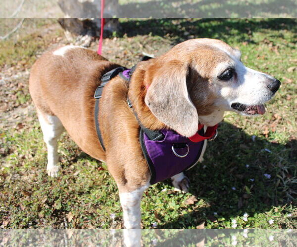 Medium Photo #14 Beagle Puppy For Sale in Dunnellon, FL, USA