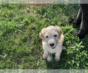 Goldendoodle Puppy for sale in MARSHALLTOWN, IA, USA