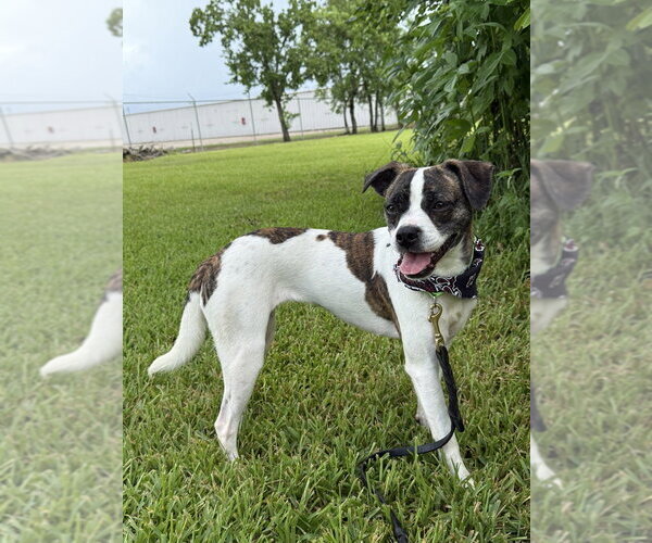 Medium Photo #4 Boston Terrier-Jack Russell Terrier Mix Puppy For Sale in San Leon, TX, USA