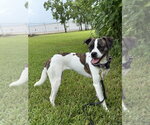 Small #3 Boston Terrier-Jack Russell Terrier Mix