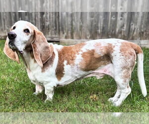GILBERT - Male Basset Hound Dog for Adoption - Photo #4