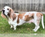 Small Photo #4 Basset Hound Puppy For Sale in Deepwater, NJ, USA