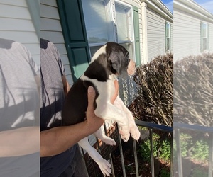 Great Dane Puppy for sale in CLEVELAND, NC, USA