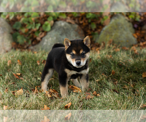 Shiba Inu Puppy for sale in MILLERSBURG, IN, USA