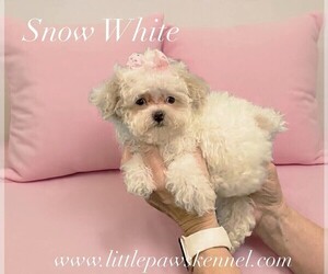 Poodle (Toy) Puppy for sale in WINNSBORO, LA, USA