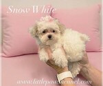 Image preview for Ad Listing. Nickname: Tiny Snow White