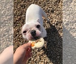 Small Photo #4 Faux Frenchbo Bulldog Puppy For Sale in NEWNAN, GA, USA