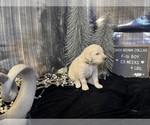 Small Photo #2 Saint Berdoodle Puppy For Sale in QUEEN CREEK, AZ, USA