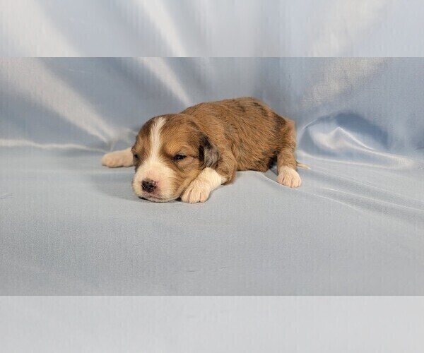 Medium Photo #7 Bernedoodle (Miniature) Puppy For Sale in BLACK FOREST, CO, USA