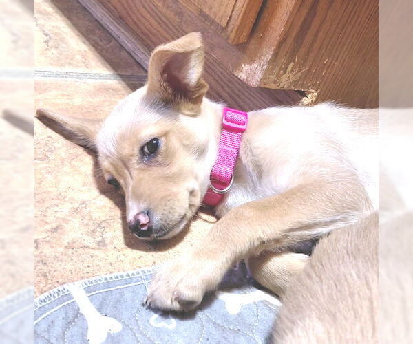 Medium Photo #1 Cheeks Puppy For Sale in Rutherfordton, NC, USA