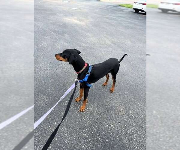 Medium Photo #4 Doberman Pinscher Puppy For Sale in Omaha, NE, USA