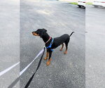 Small #3 Doberman Pinscher