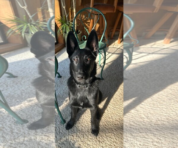 Medium Photo #5 German Shepherd Dog-Unknown Mix Puppy For Sale in Yuba City, CA, USA