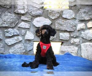 Poodle (Toy) Puppy for sale in KANSAS CITY, KS, USA