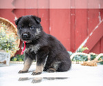 Small Photo #19 German Shepherd Dog Puppy For Sale in PARKESBURG, PA, USA