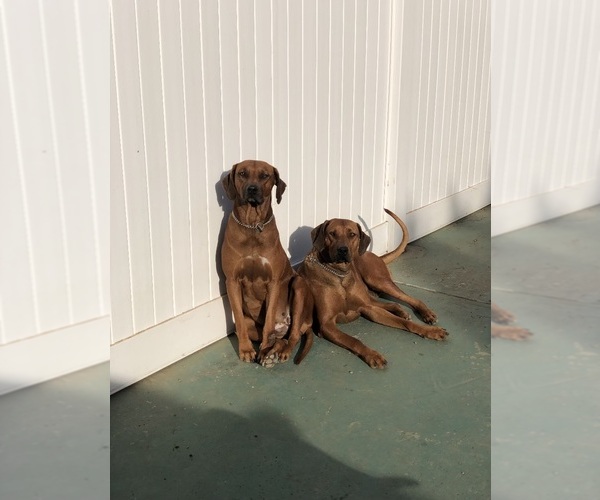 Medium Photo #1 Rhodesian Ridgeback Puppy For Sale in CANYON COUNTRY, CA, USA