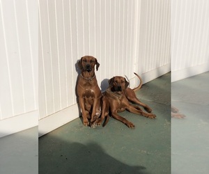 Rhodesian Ridgeback Puppy for sale in CANYON COUNTRY, CA, USA