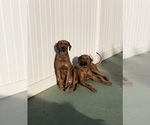 Small Rhodesian Ridgeback