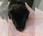 Valerie - Female Golden Retriever-Unknown Mix Dog for Adoption - Small photo