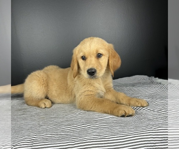 Medium Photo #3 Golden Retriever Puppy For Sale in INDIANAPOLIS, IN, USA