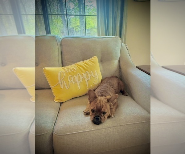 Medium Photo #2 French Bulldog Puppy For Sale in WOODBRIDGE, VA, USA