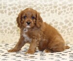 Small #1 Cavapoo