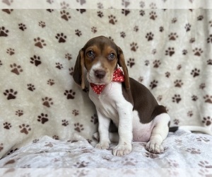 Beagle Puppy for sale in LAKELAND, FL, USA