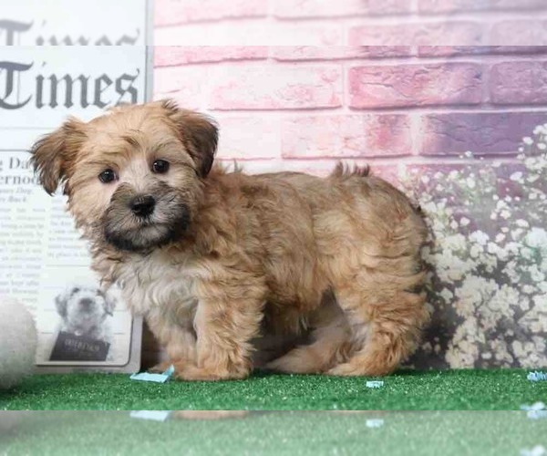 Medium Photo #4 Morkie Puppy For Sale in BEL AIR, MD, USA
