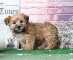 Small Photo #4 Morkie Puppy For Sale in BEL AIR, MD, USA