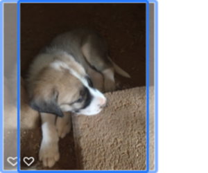 Anatolian Shepherd Puppy for sale in SCOTTSDALE, AZ, USA