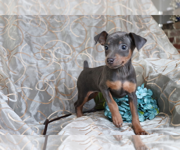 View Ad Miniature Pinscher Puppy for Sale near Ohio