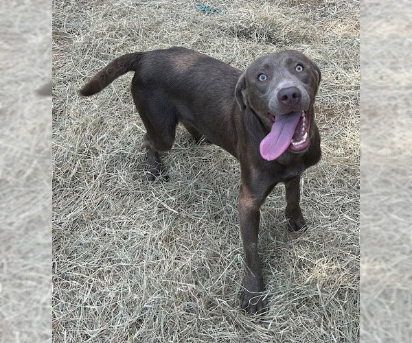 Medium Photo #2 Labmaraner Puppy For Sale in Wetumpka, AL, USA