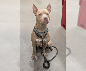 Mutt Dogs for adoption in Forestville, MD, USA