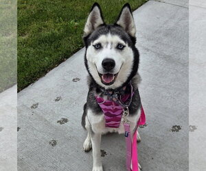 Siberian Husky Dogs for adoption in Fargo, ND, USA