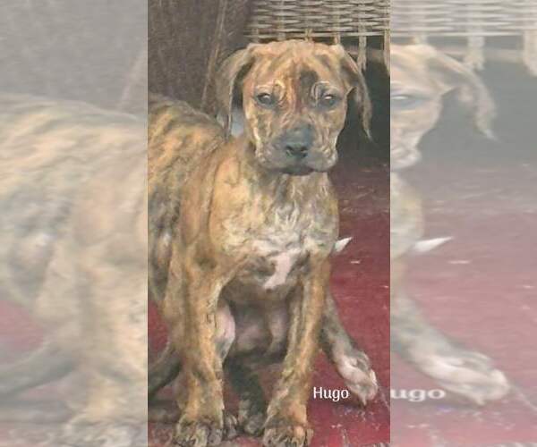 Medium Photo #2 Boxador Puppy For Sale in New York, NY, USA