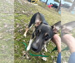 Small #4 Chihuahua-German Shepherd Dog Mix