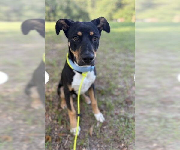 Medium Photo #1 German Shepherd Dog Puppy For Sale in Conroe, TX, USA