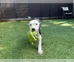 Small American Pit Bull Terrier