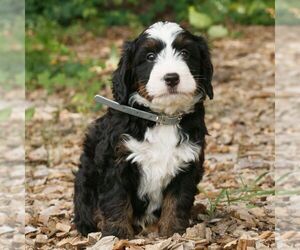 Bernedoodle (Miniature) Puppy for sale in HONEY BROOK, PA, USA